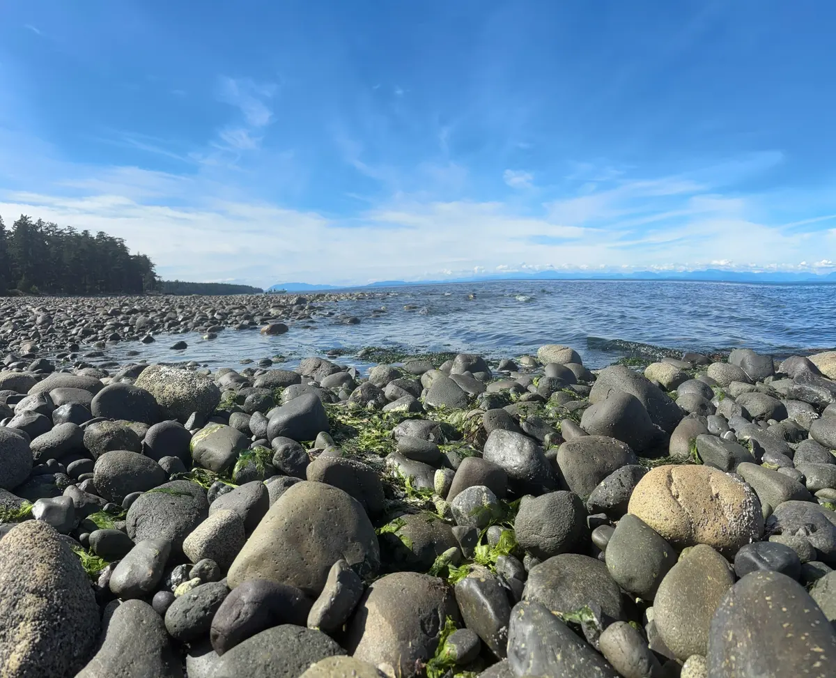 Close-up of wet beach stones and green seaweed under a blue sky at Kitty Coleman