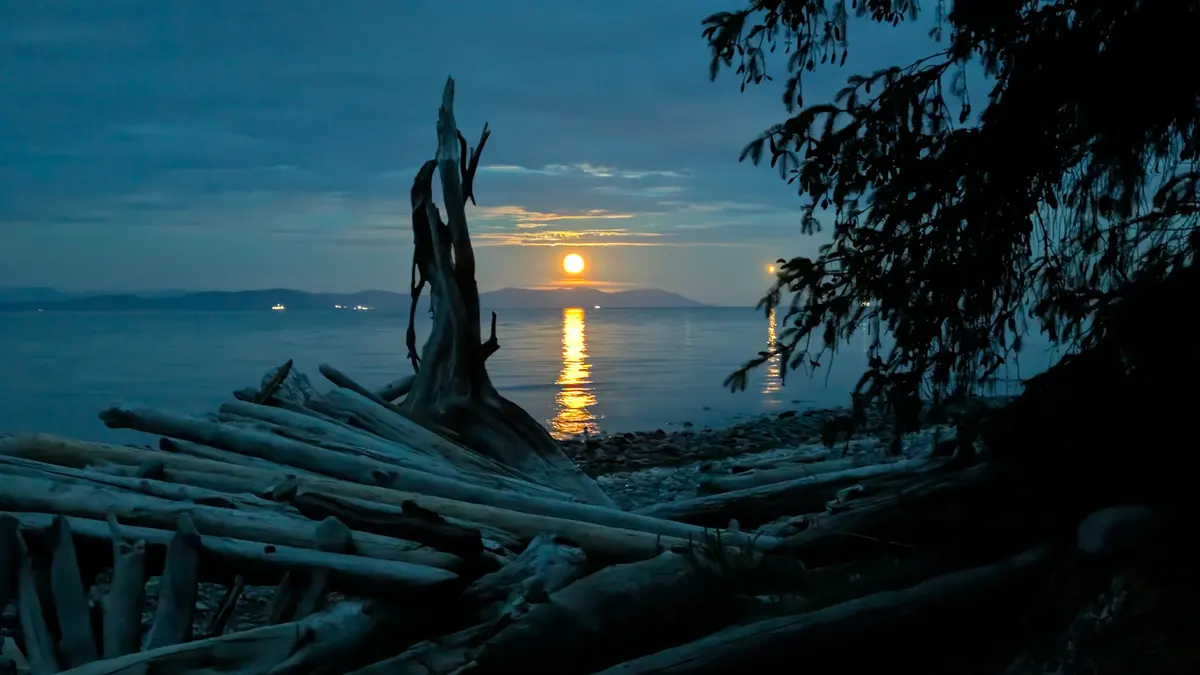 Driftwood and a bare snag silhouetted against a moonrise over the Strait at night
