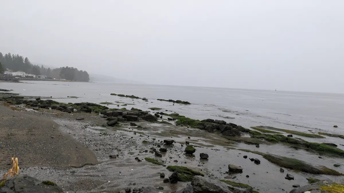 Fog over a rocky, weed-covered shore at low tide in Port Hardy